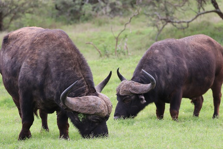 Addo Elephant National Park Private Half-Day Safari - Photo 1 of 18